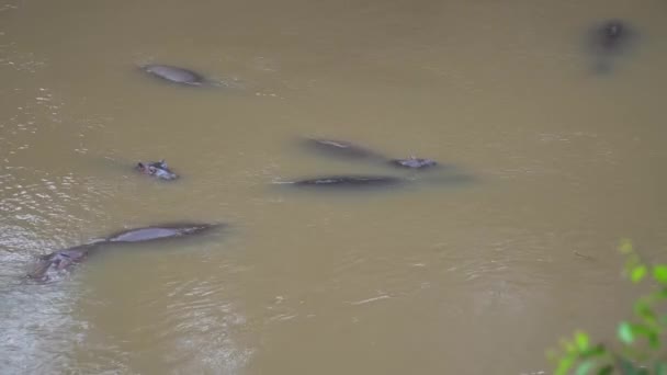 Hippopotamus Hippos Swimming River Kenya Africa — Stock Video