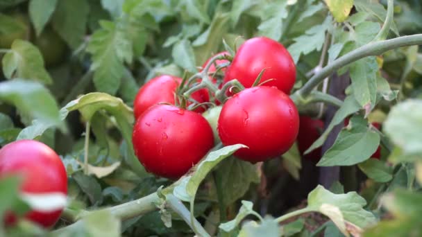 Gros Plan Sur Cueillette Manuelle Une Tomate Dans Jardin — Video