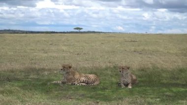 Afrika Çitaları Masai Mara, Kenya, Afrika.