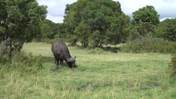 Buffalo Africano Bufalo Del Capo Syncerus Caffer — Video Stock