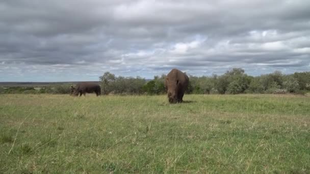 Flusspferde Schwimmen Fluss Kenia Afrika — Stockvideo