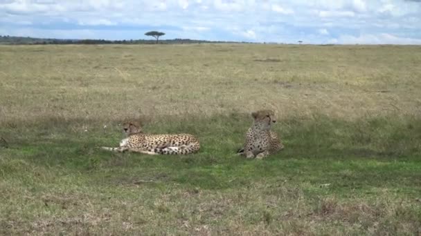 Cheeta Acinonix Jubatus Resting Shade Africa — 图库视频影像