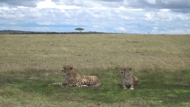 Gepardy Afrykańskie Masai Mara Kenia Afryka — Wideo stockowe