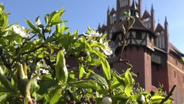 Slottet Den Teutonic Beställer Malbork Polen — Stockvideo