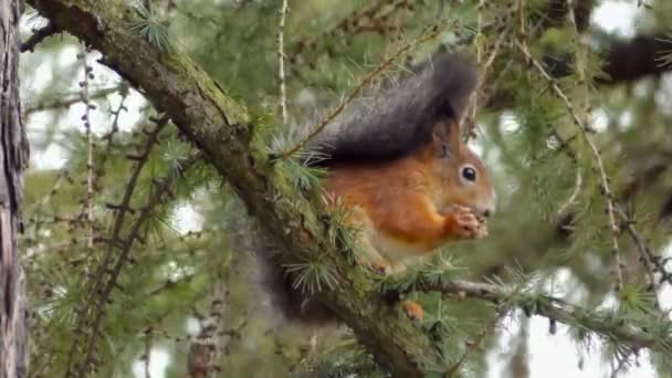 Eekhoorn Zit Eet Boom — Stockvideo