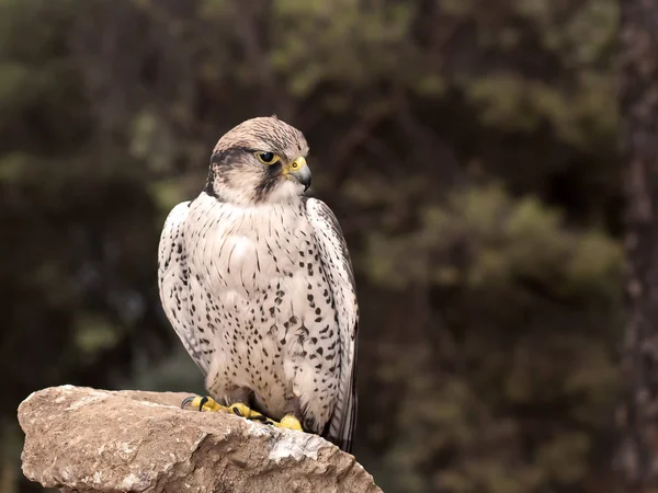 Hawk Poseren Voor Fotosessie — Stockfoto