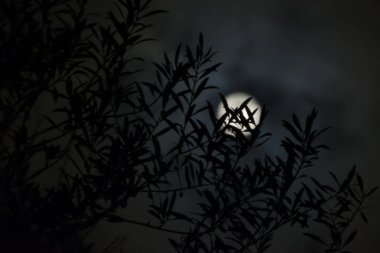 dolunay arka plan ile zeytin bırakır