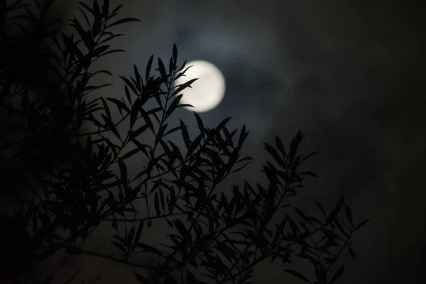 带满月背景的橄榄叶 — 图库照片