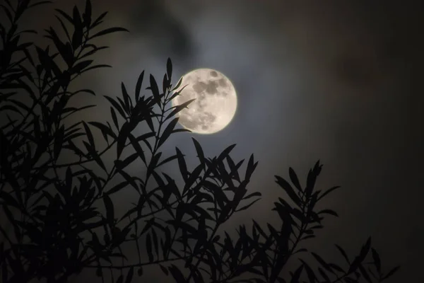 Foglie di ulivo con sfondo luna piena — Foto Stock