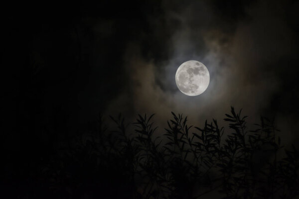 Olive leaves decorated with full moon background on a cloudy sky