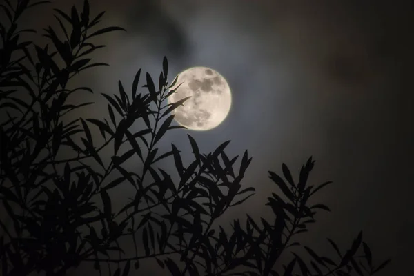 満月の背景を持つオリーブを葉します。 ストック写真