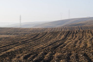 Çiftlik buğday bitki için hazır