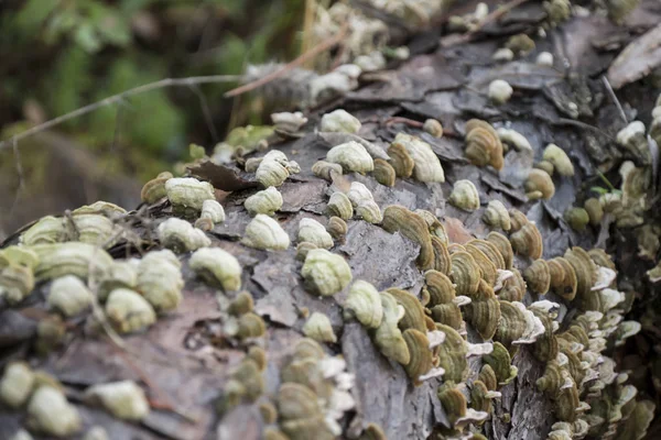 버섯이 나무에 — 스톡 사진