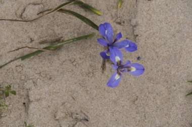 plaj kumüzerinde mavi zambak (Iris xiphium)
