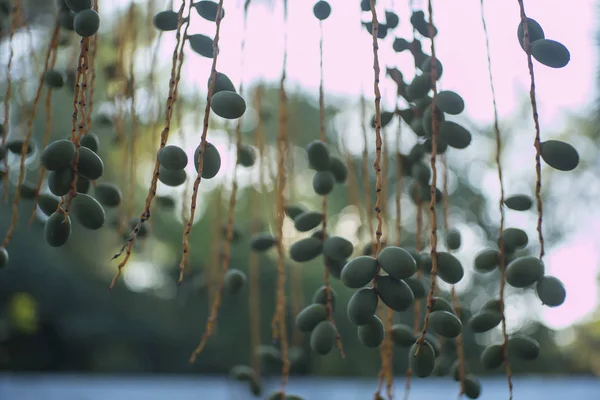 Frutos da tamareira (Phoenix dactylifera ) — Fotografia de Stock