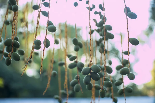 Frutos da tamareira (Phoenix dactylifera ) — Fotografia de Stock