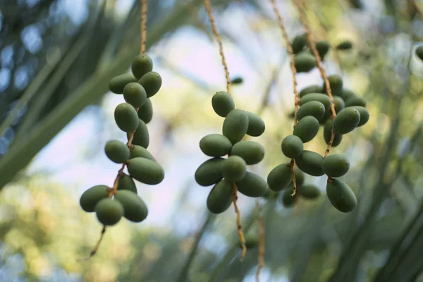 Frutos da tamareira (Phoenix dactylifera ) — Fotografia de Stock