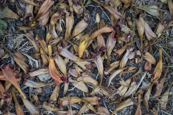 Dried flowers of trumpet creeper on the ground — Stock Photo, Image