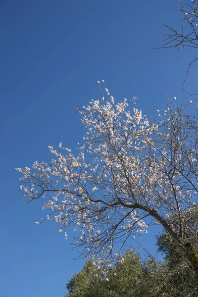 Amêndoa em flor na primavera, flor de amêndoa — Fotografia de Stock