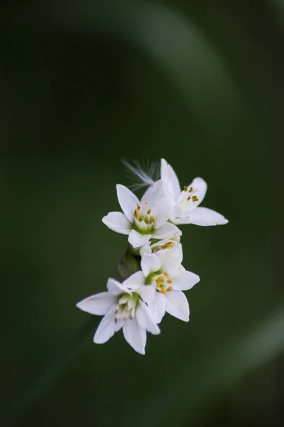 Flor branca da família amaryllidaceae (Nothoscordum gracile ) Imagens De Bancos De Imagens