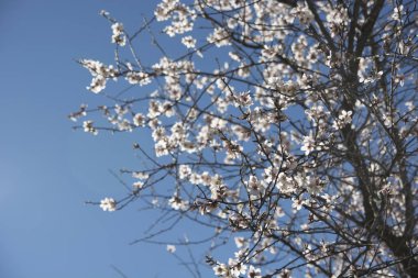 Baharda açan badem ağacı, badem çiçeği