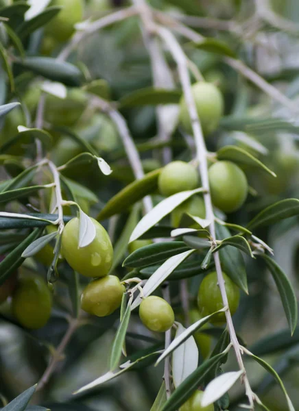 Azeitonas maduras prontas para colheita e transformação de azeite — Fotografia de Stock