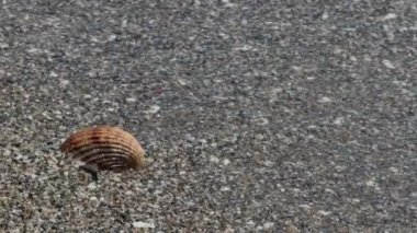 Deniz kıyısında bir deniz kabuğu dalgalar tarafından taşınır.
