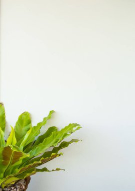 Beyaz duvarda yeşil bitki