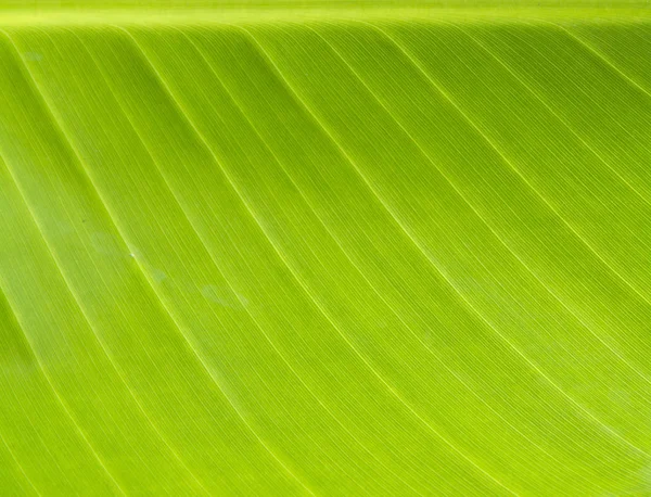 Close up of green leaf — Stock Photo, Image