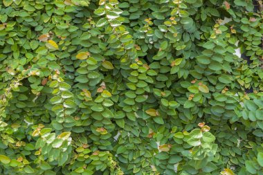 Yeşil sarmaşık bitki