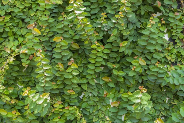 Πράσινο αναρριχητικό φυτό φυτό — Φωτογραφία Αρχείου