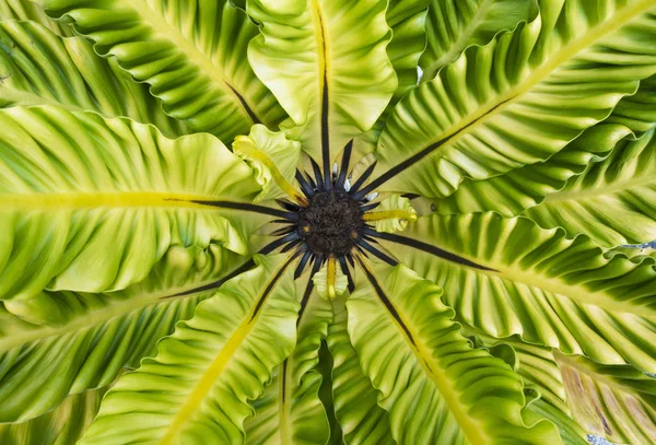 Close up of green fern — Stock Photo, Image