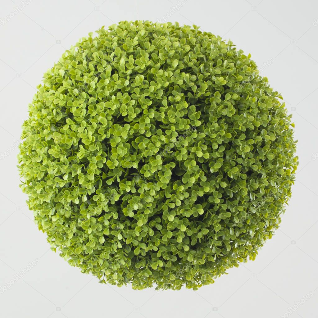 Green plant sphere on white