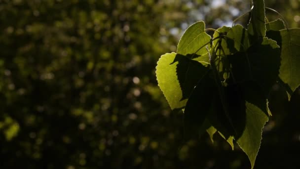 苹果树叶子上的灯光和阴影的影响 一棵树的叶子被太阳从后面照亮 左边有空格的树叶背景 — 图库视频影像