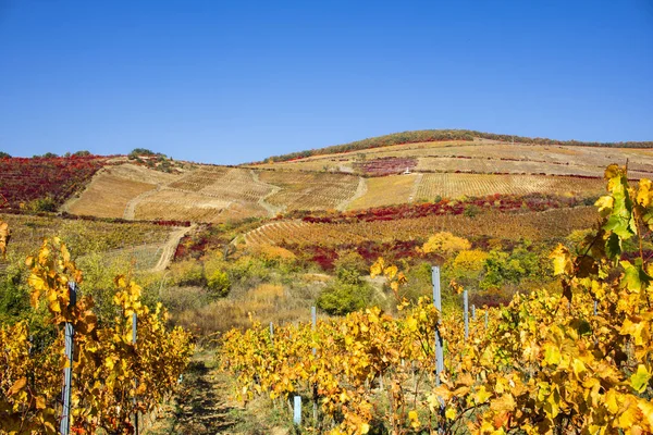 Viñedos Soleada Cosecha Otoñal — Foto de Stock