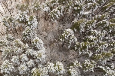 kışın dağ orman manzara havadan görünümü
