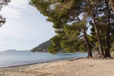 Seaside beach ağaçlar 