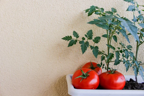Lezzetli kırmızı domates. Bir serada yetiştirilen güzel kırmızı olgunlaşmış domatesler.