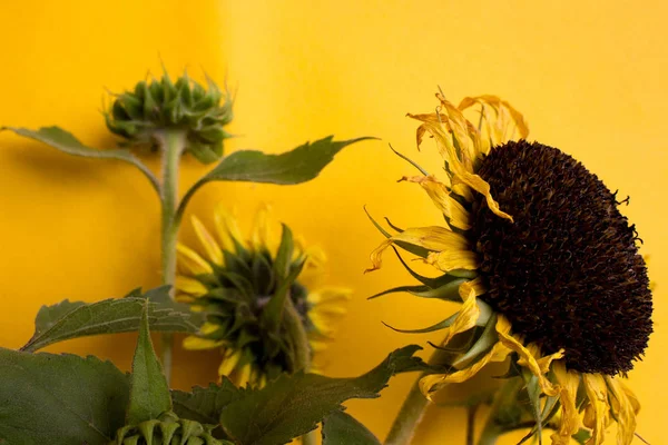 Zemin üzerine sarı ayçiçeği buket. Closeup yuvarlak parlak güzel sarı taze ayçiçeği 