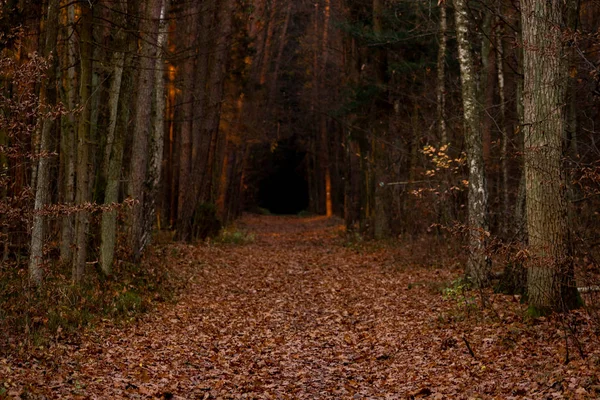 Feuilles Automne Allant Dans Forêt Sombre Forêt Sombre Profonde — Photo