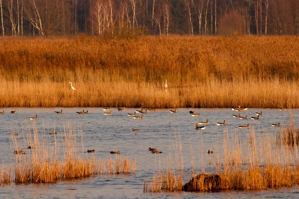 Sonbahar parkta Gölde ördekler yüzmek.