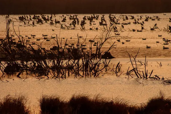 Утки Плавают Озере Осеннем Парке — стоковое фото