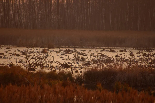 Утки Плавают Озере Осеннем Парке — стоковое фото