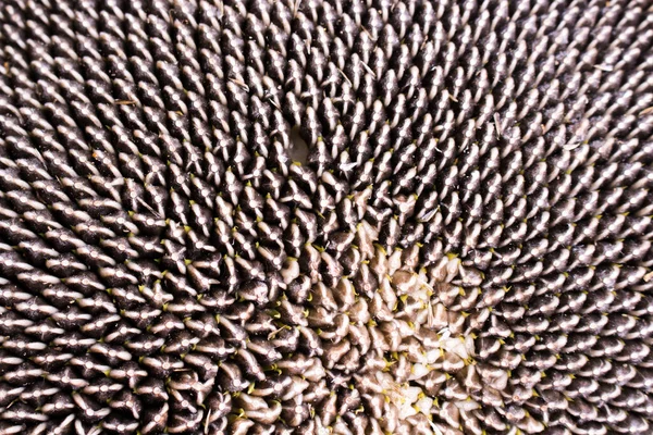 Ay çekirdeği. Arka planda sarı ayçiçeği buketi. Yakından bakınca, parlak sarı ayçiçeği. 