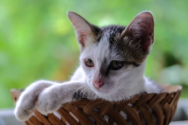 Entzückendes Kleines Kätzchen Bambuskorb Auf Grünem Bokeh Hintergrund — Stockfoto