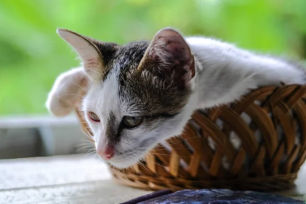 Entzückendes Kleines Kätzchen Bambuskorb Auf Grünem Bokeh Hintergrund — Stockfoto