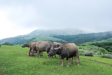 Qingtiangang Çayırı, Yangmingshan, Tayvan 'da bufalo.