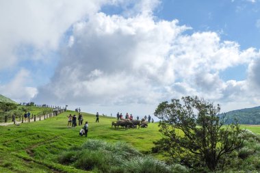 Yangmingshan Milli Parkı, Taipei / Tayvan - 18 Temmuz 2018: Tüm Gezgin Qingtiangang otlak, Yangmingshan, Tayvan, su aygırı görmek gerekir