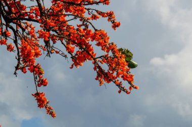 Butea monosperma mavi gökyüzünde