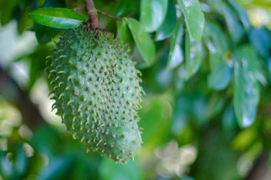 Soursop / guanabana / graviola egzotik meyve hasat kendi yiyecek, kendi kendine yeterliliğe, kırsal taşra hayatı - görüntü ve büyüyen ağaca - tutunan